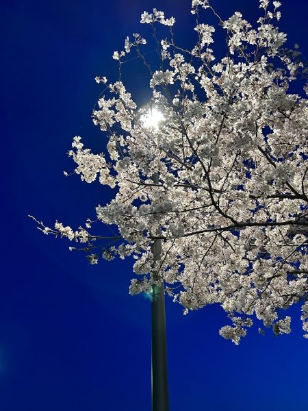 夜桜も素敵ですね