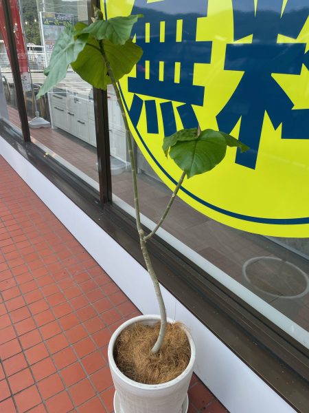 植物の生命力