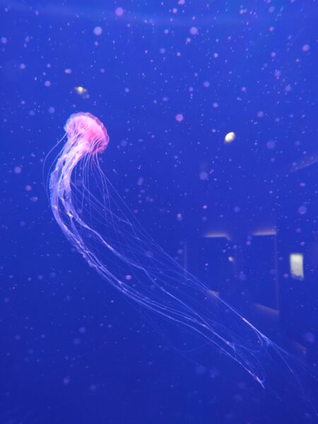 水族館で癒されてきました